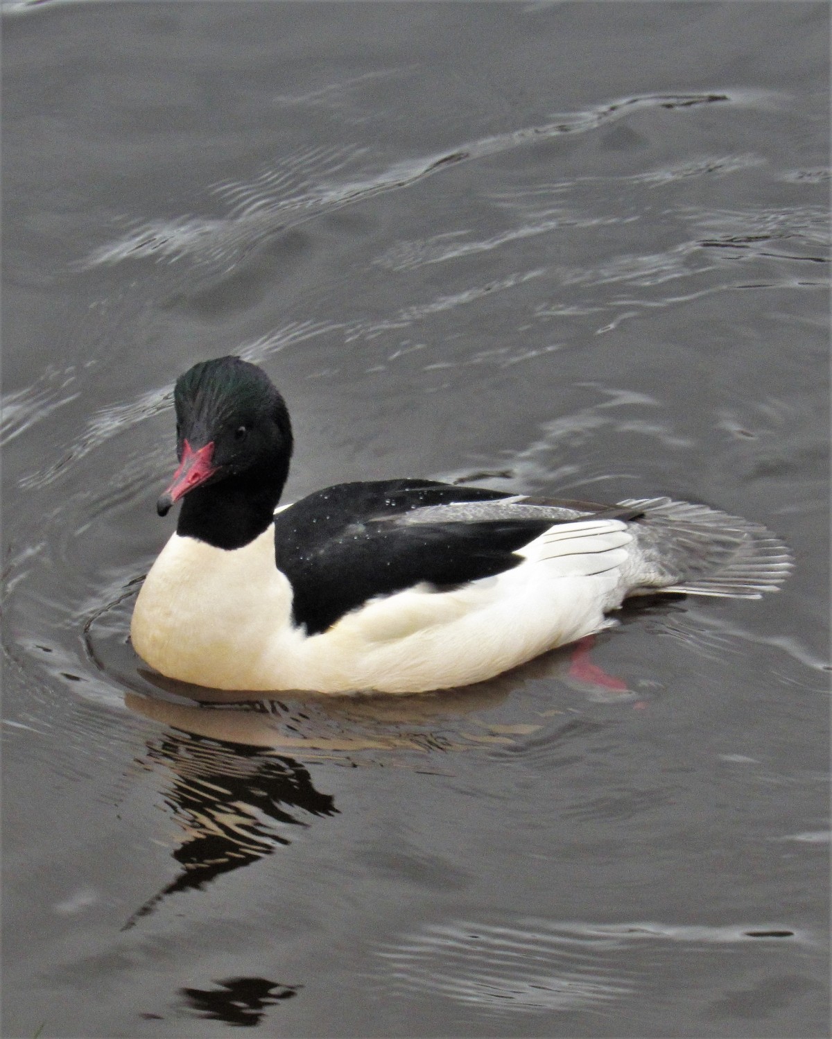 This duck looks like a wise quacker! (we couldn't resist!)