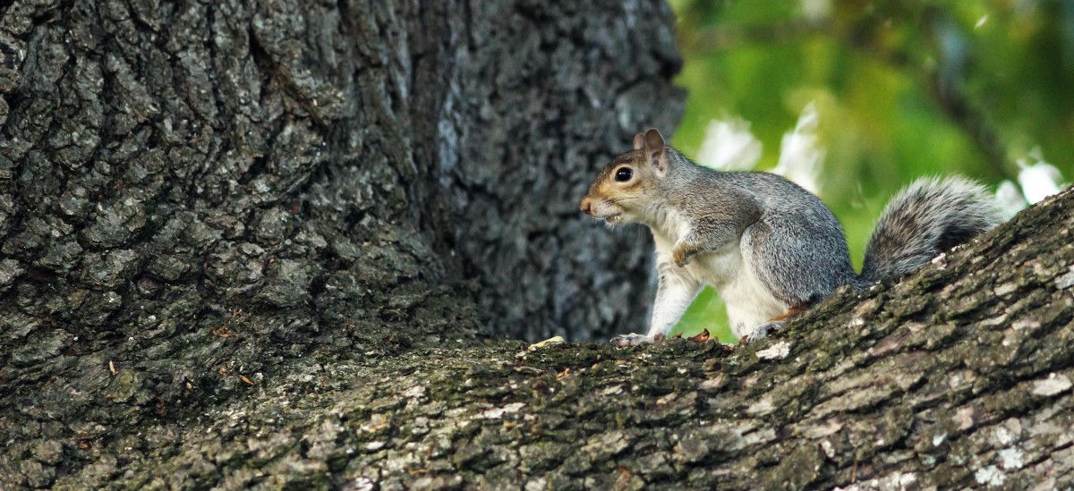 Now where did I leave those nuts???