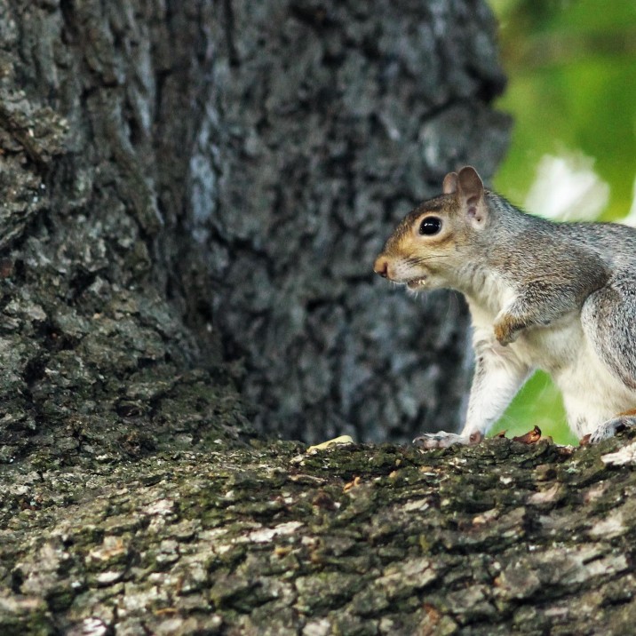 Now where did I leave those nuts???
