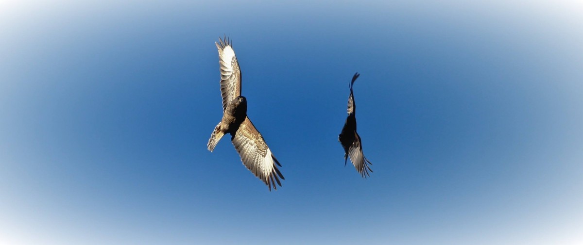 Dipping and diving in the blue Perthshire skies.