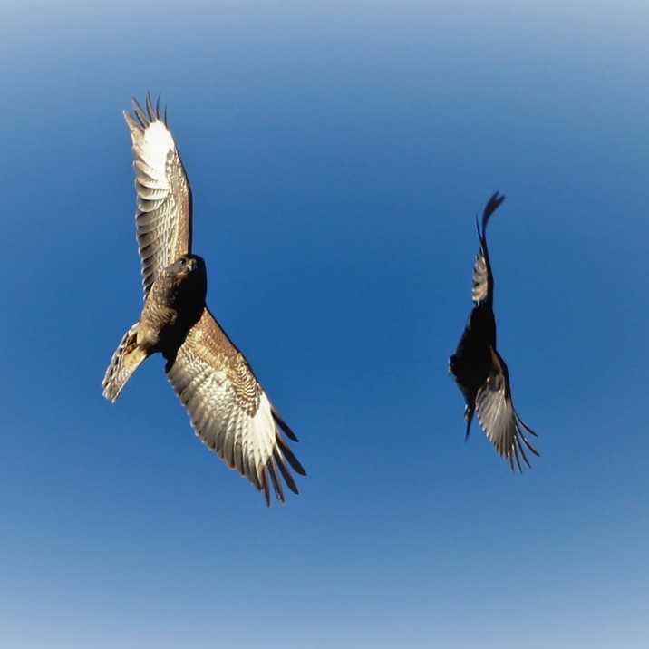 Dipping and diving in the blue Perthshire skies.
