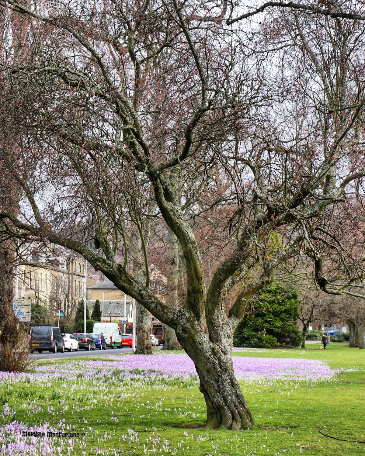The South Inch looks beautiful in Spring.