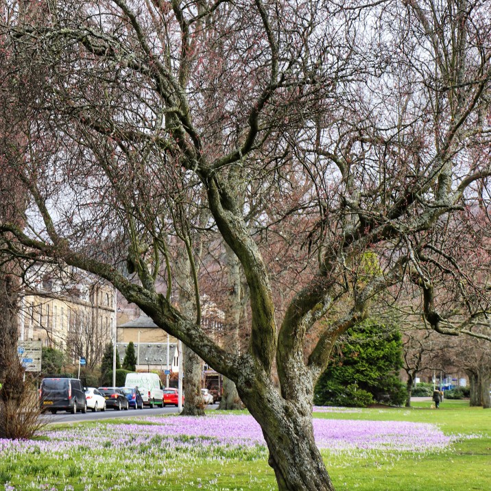 The South Inch looks beautiful in Spring.