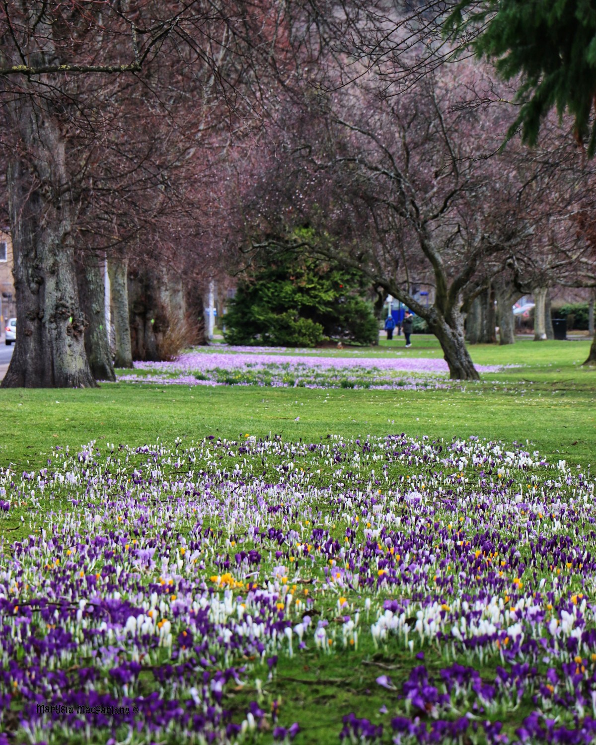 Beautiful crocus beds on the South Inch is a sure sign spring has sprung!