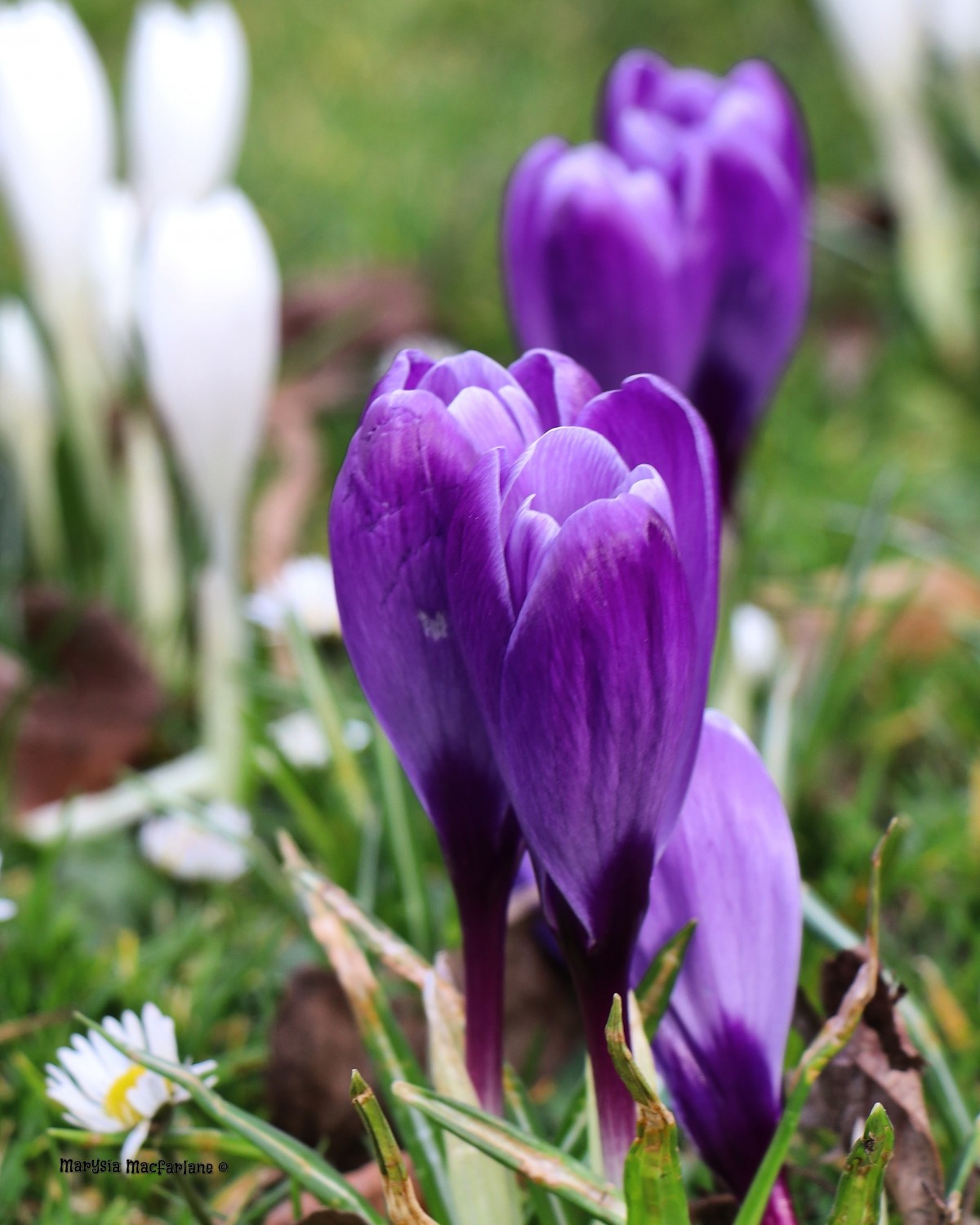 A beautiful purple crocus in full bloom.