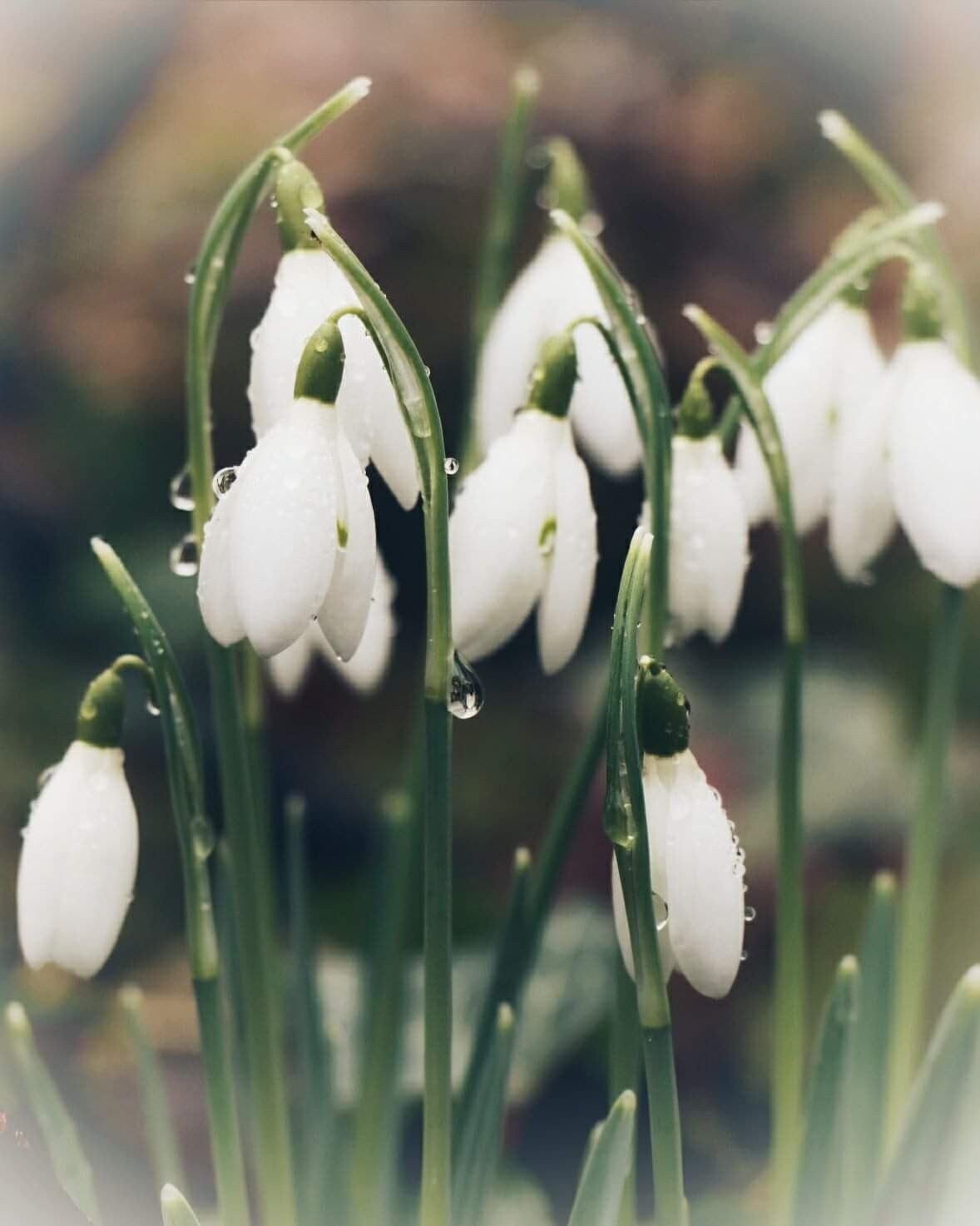 It's not spring without snowdrops!