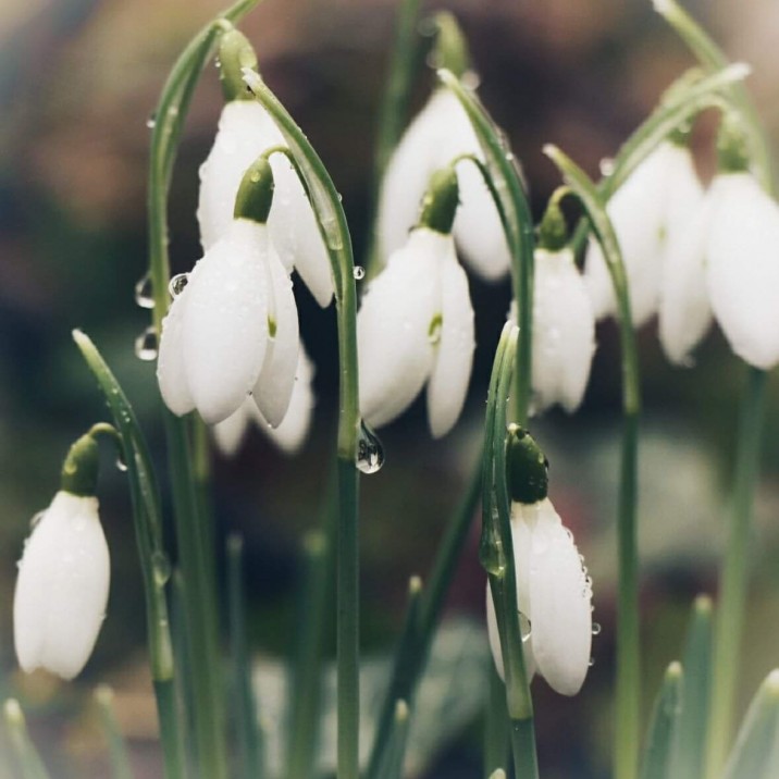 It's not spring without snowdrops!