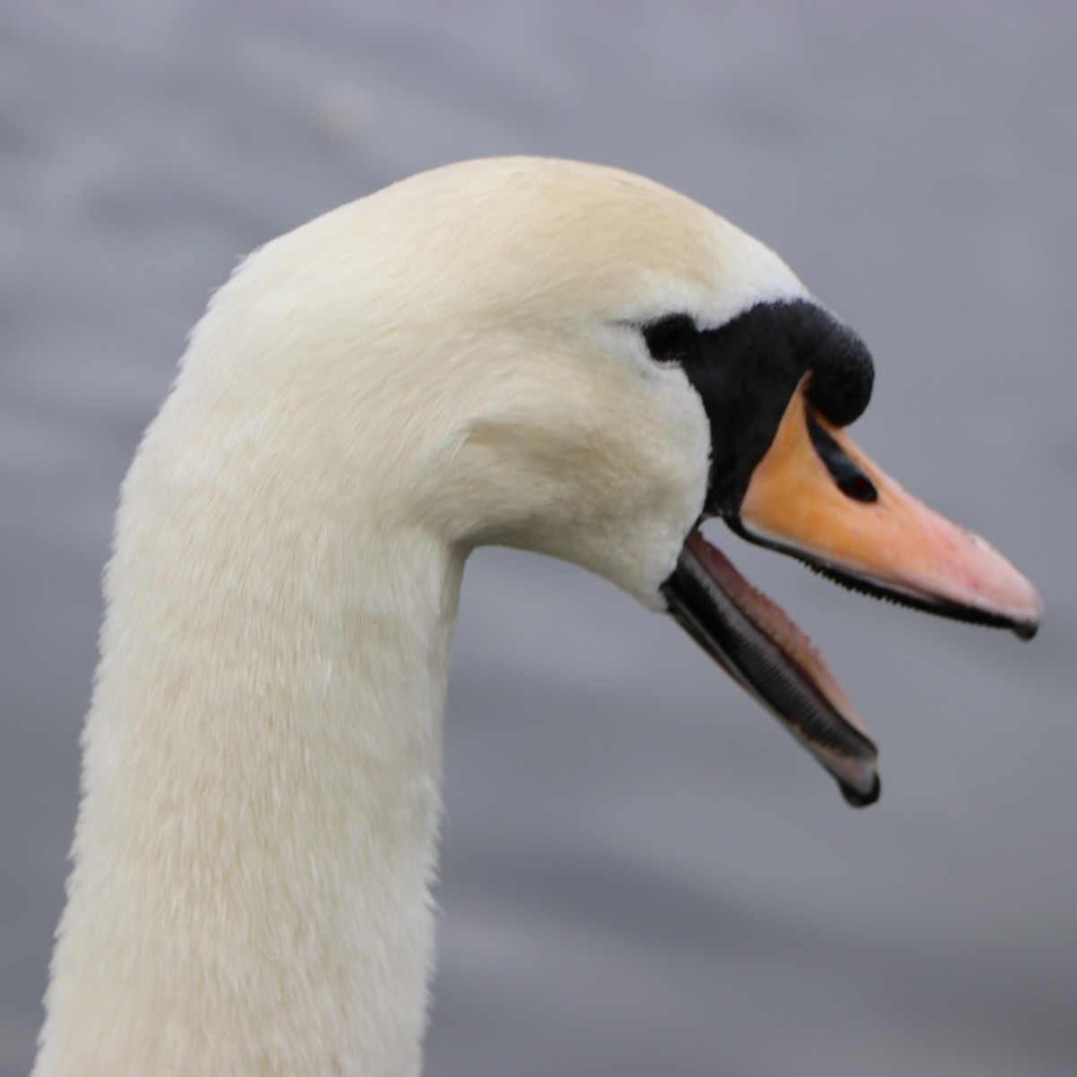 I wonder what this swan is saying? Comment below!