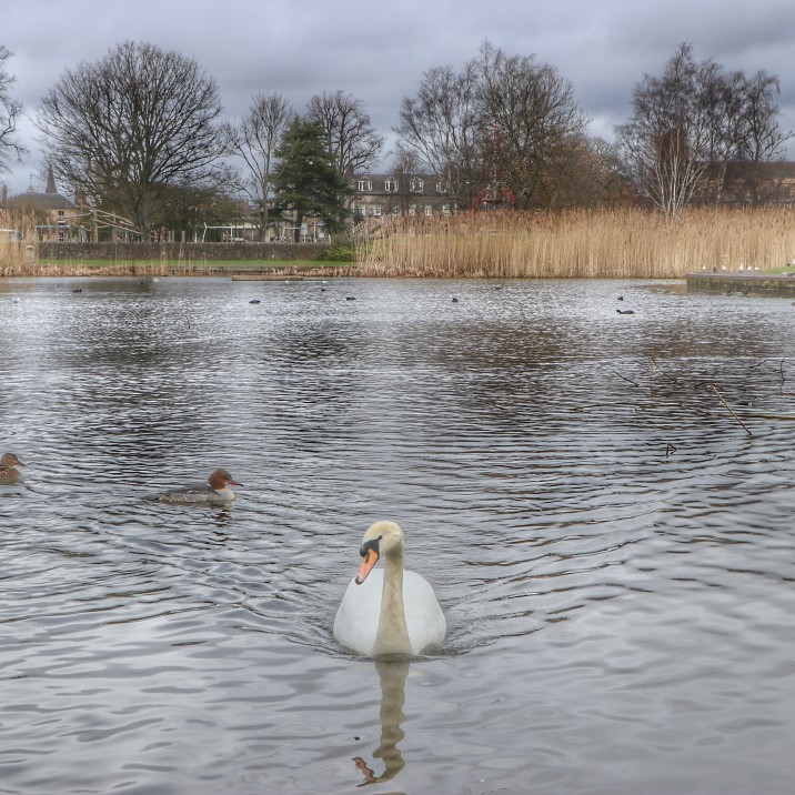 This swan was very keen for a selfie!