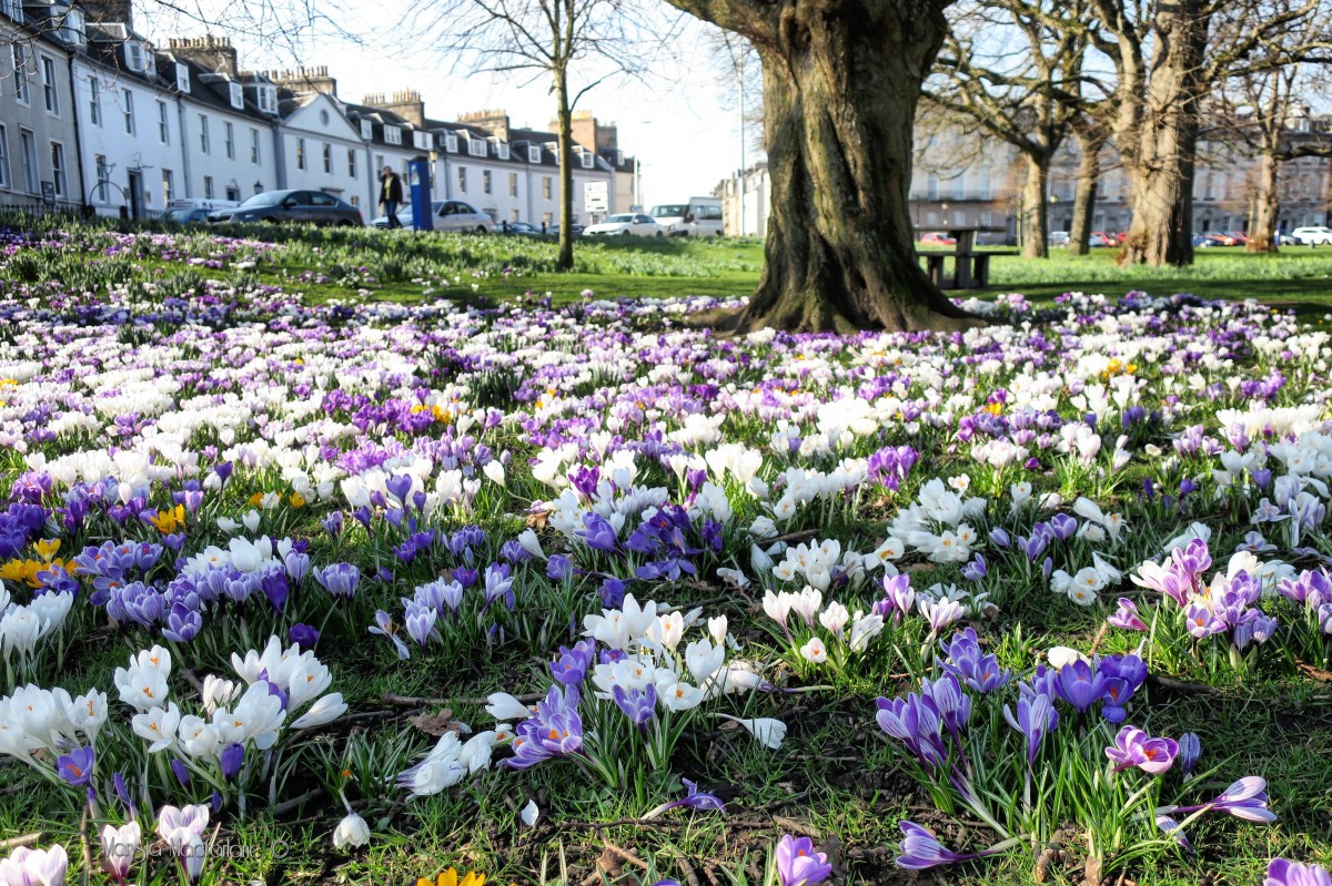 A beautiful Spring scene.