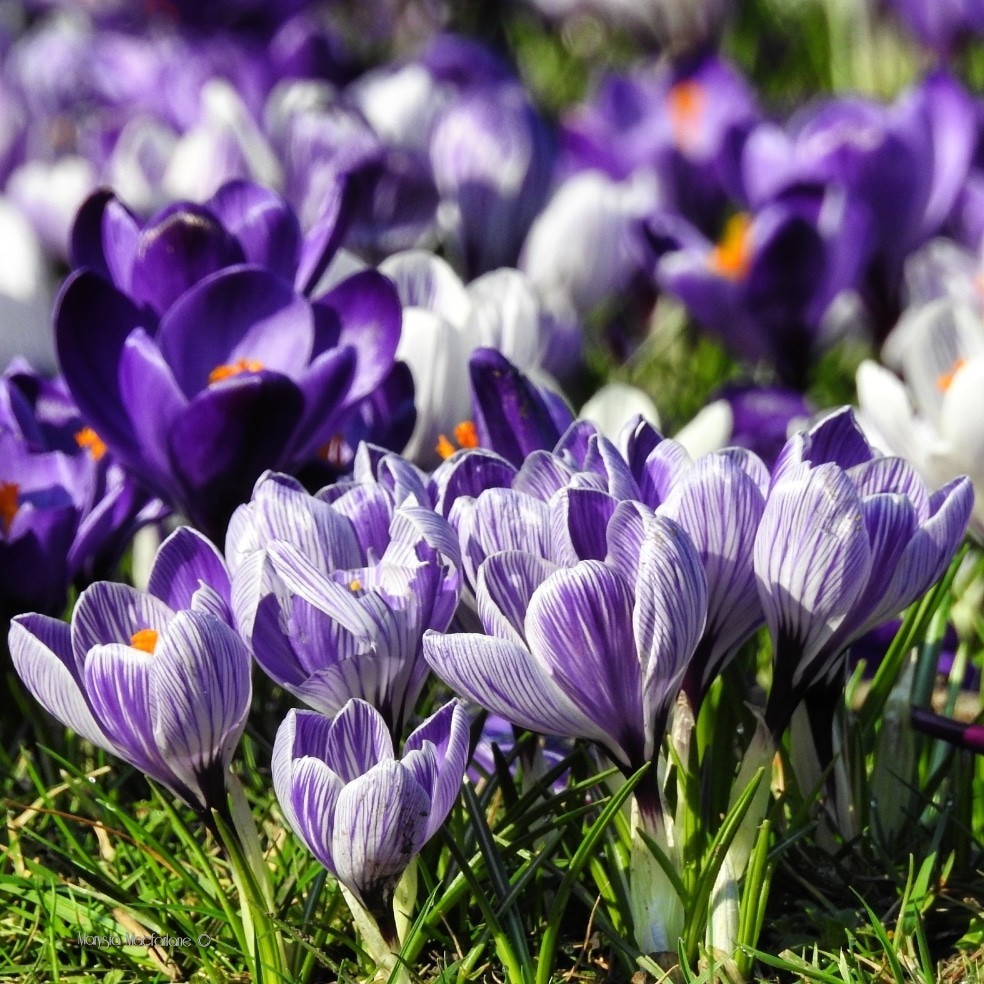 Flowers did not always exist; they first appeared 140 million years ago. Can you imagine life without flowers?!