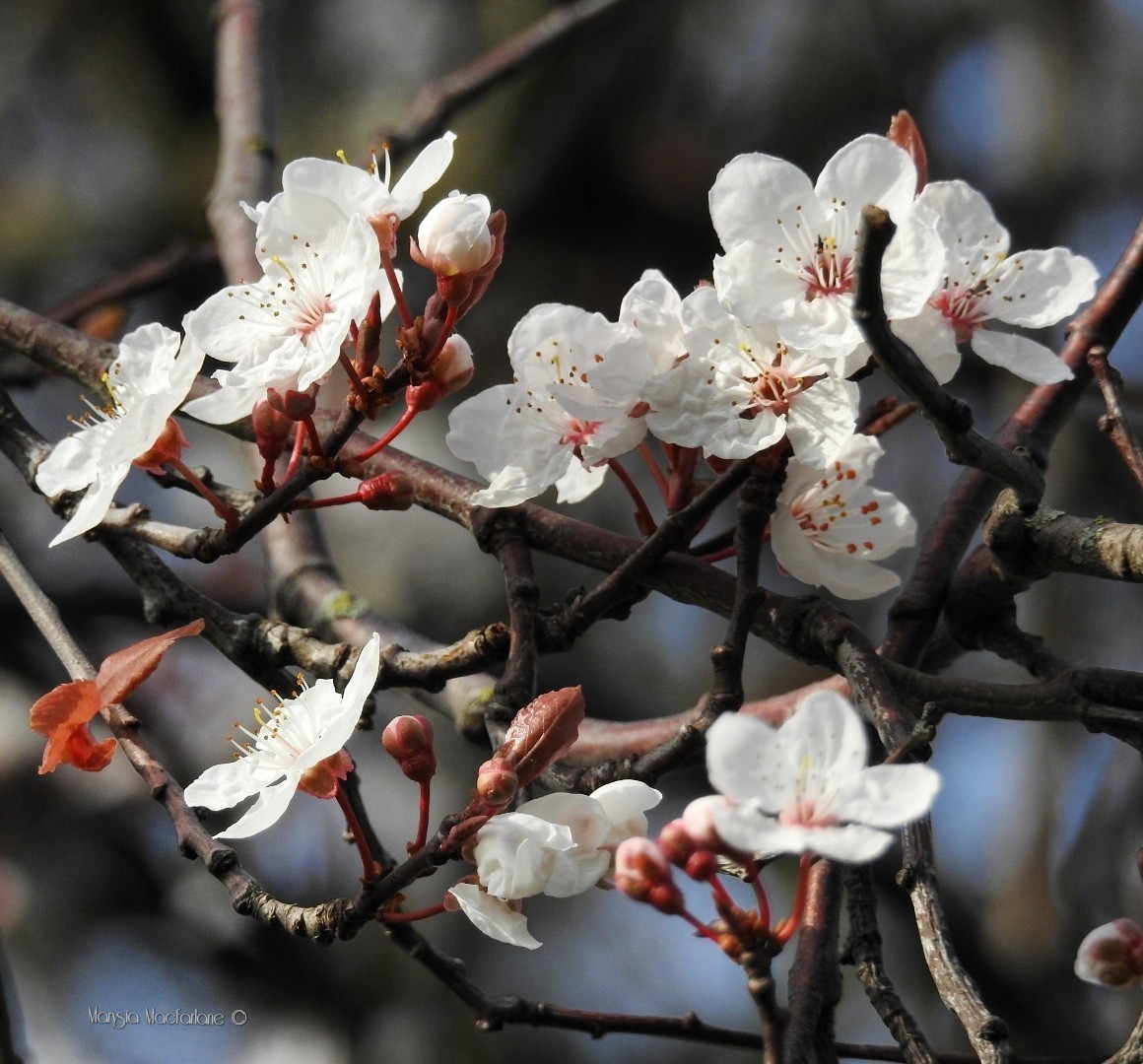 Perth is blooming into life after a long Winter.