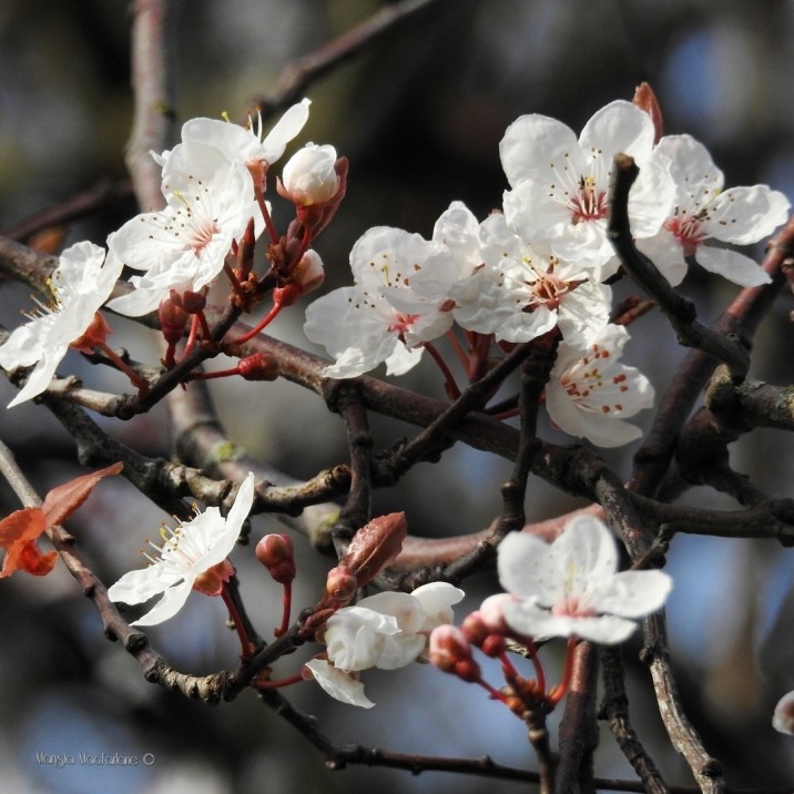 Perth is blooming into life after a long Winter.