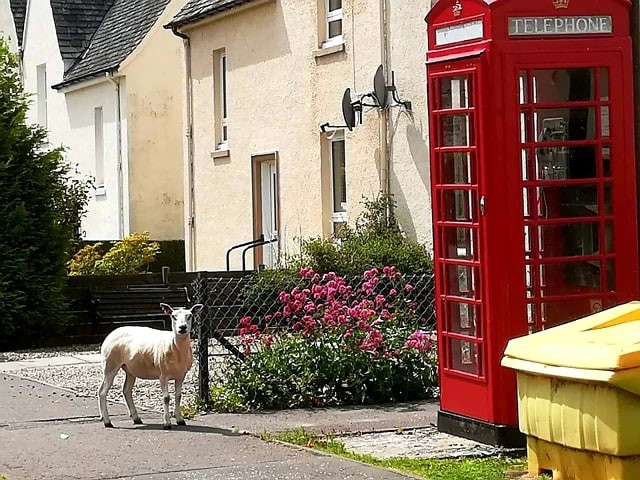 Baa! (translation= can anybody lend me 20p for a phone call)