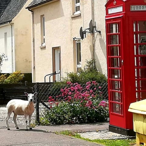 Baa! (translation= can anybody lend me 20p for a phone call)