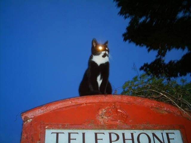 Cat On A Red Tin Roof