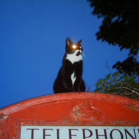 Cat On A Red Tin Roof
