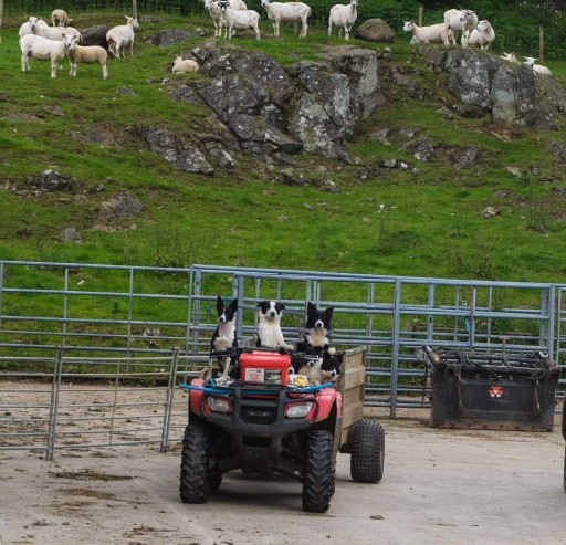 I've heard of working dogs, but this is ridiculous!