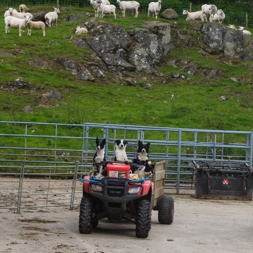 I've heard of working dogs, but this is ridiculous!