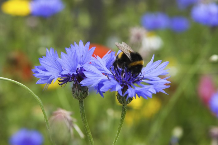 Solas Festival 2019 - RSPB Bug Walks