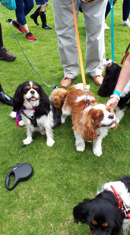 Avril sent in this picture of her super cute King Charles Spaniels.  They look like they had a great time! ❤
