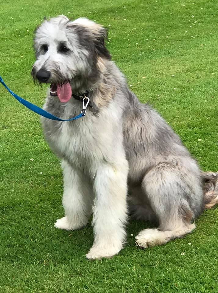 Archie had a great time trying agility, scurry and fly ball, he was also very pleased winning 'most beautiful eyes' too. 👏😍
