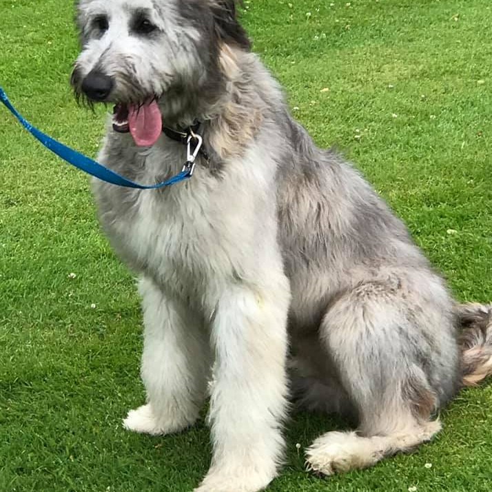 Archie had a great time trying agility, scurry and fly ball, he was also very pleased winning 'most beautiful eyes' too. 👏😍