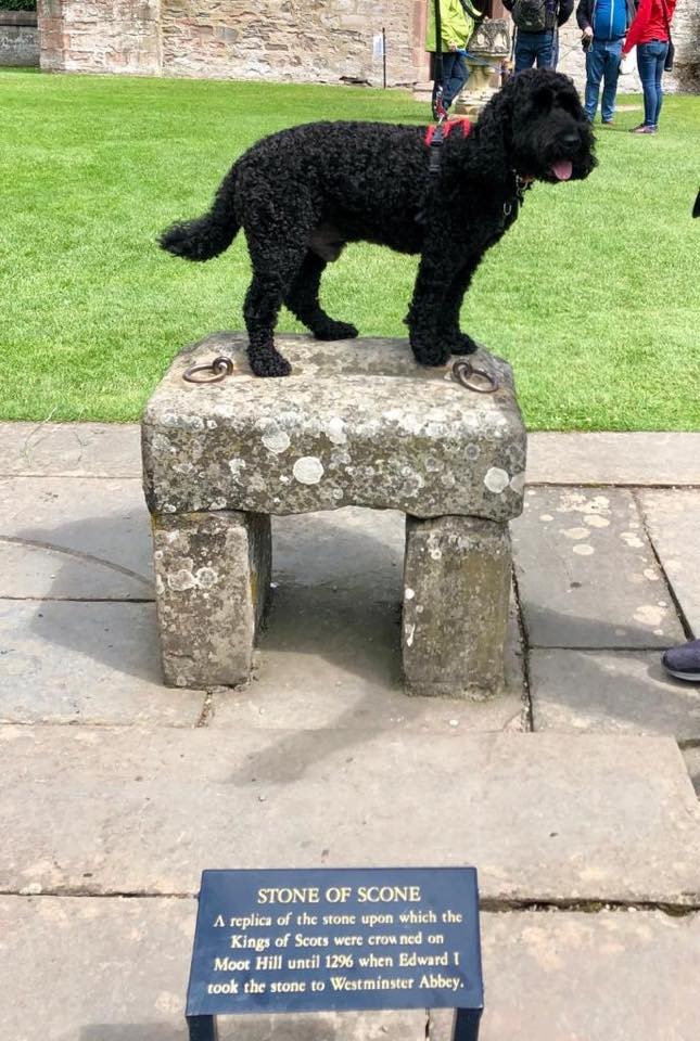 Lorraine took this pic of her cheeky Cockapoo awaiting his crown on the Stone of Destiny! #KingCockapoo 👑