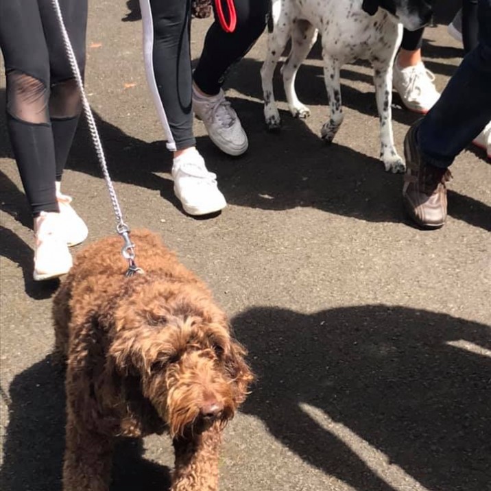Oscar in the parade with molly 🐶They both had a great day!