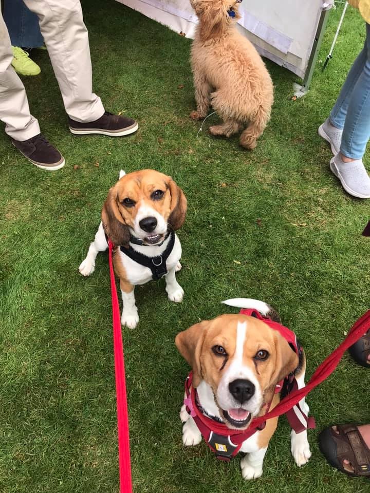 Lisa sent us this pic of her happy smiley and oh so cute Beagles! 🥰