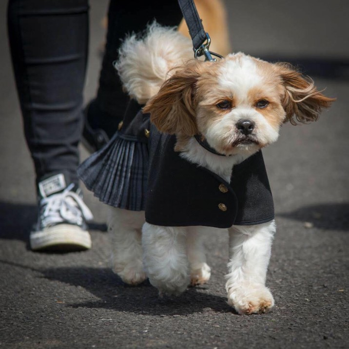 Baxter attracts fans like Bieber! And no wonder with that cute outfit. 😍