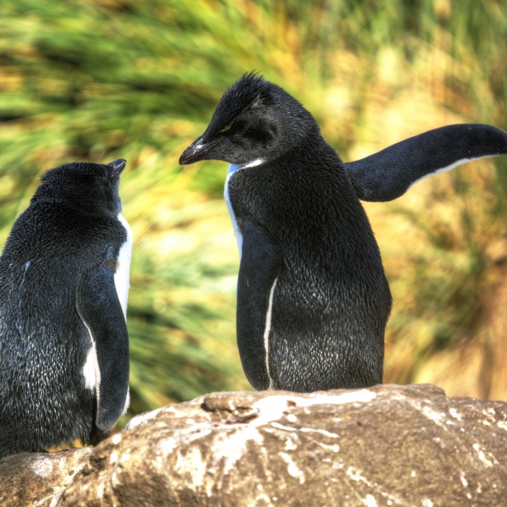 Get out of my spot on the rock!