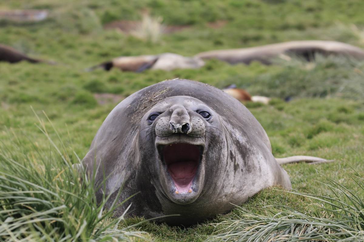 Have you ever seen such a happy seal before?