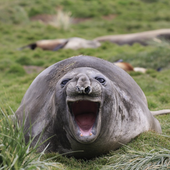 Have you ever seen such a happy seal before?