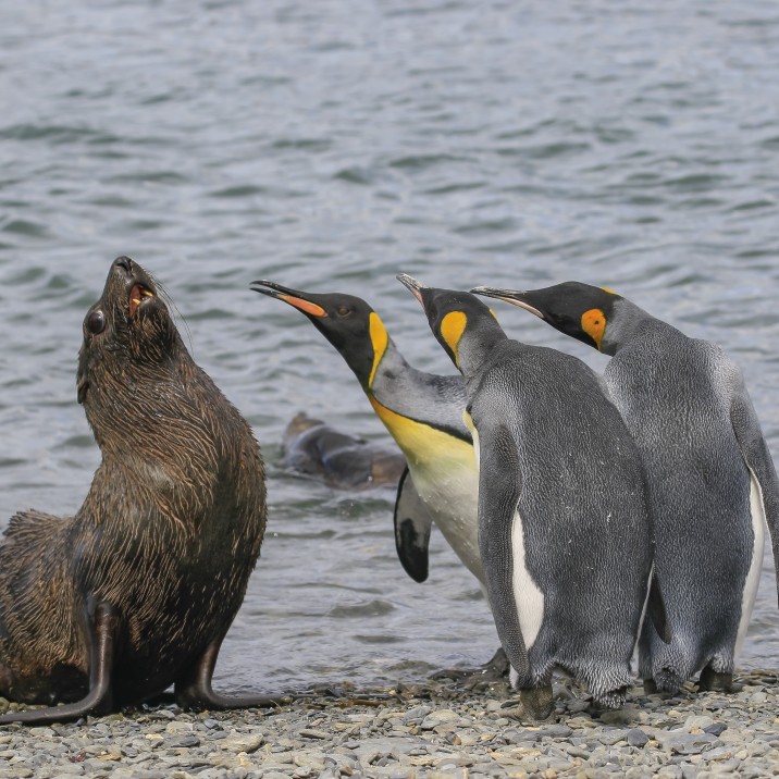 Looks like this seal stepped on the wrong patch of penguin turf today!