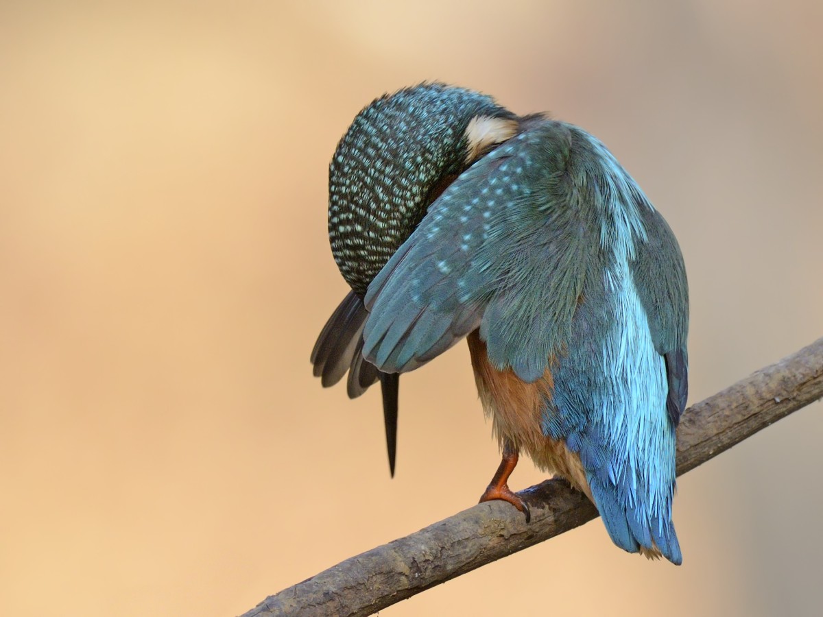 Camera shy kingfisher plays peekaboo.