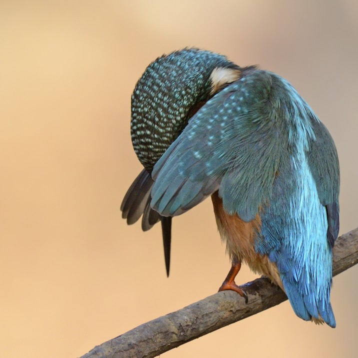 Camera shy kingfisher plays peekaboo.