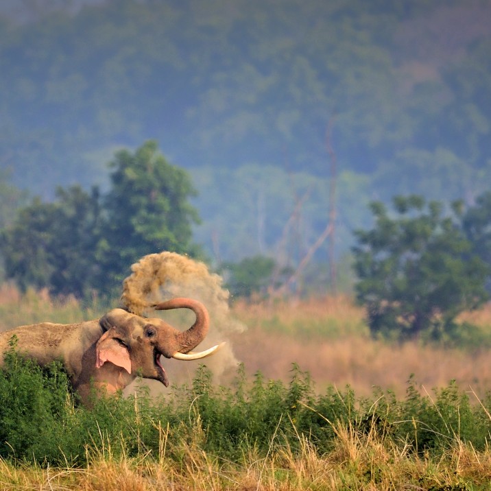 As happy as an elephant in dirt.