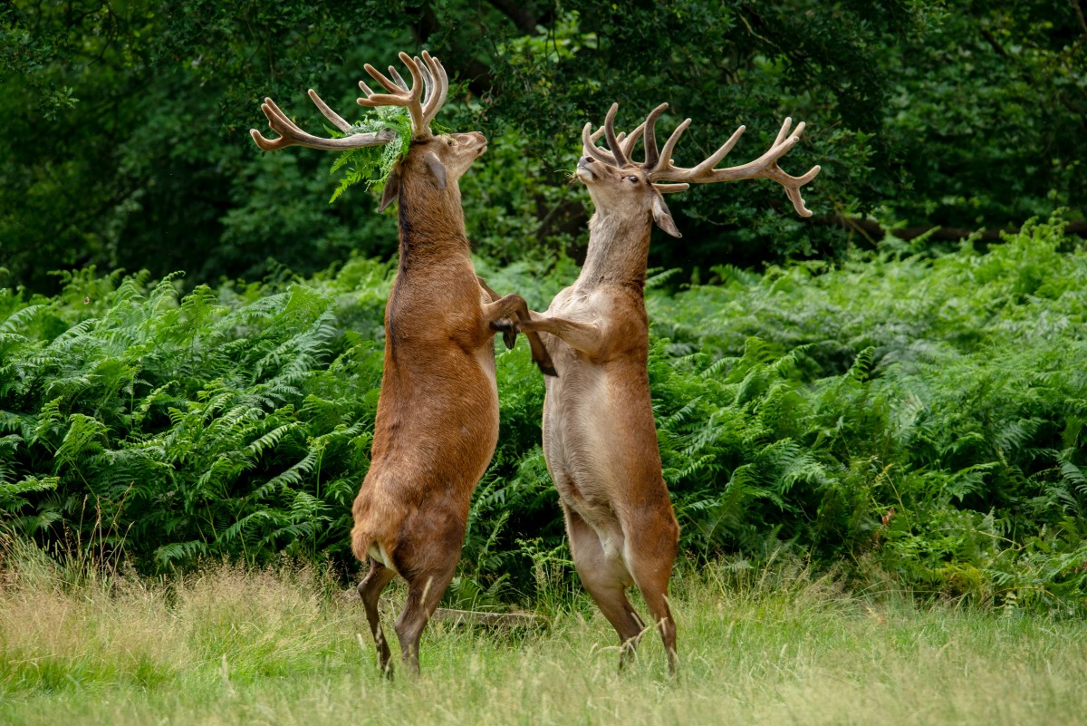 Would you like to dance deer?