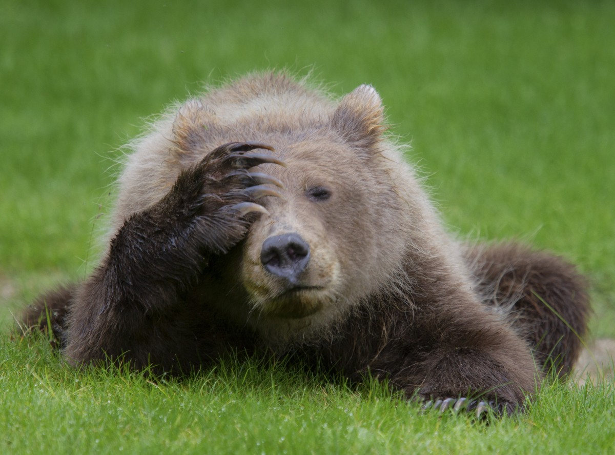 Weekend's nearly over, an unbearable thought for this cub!