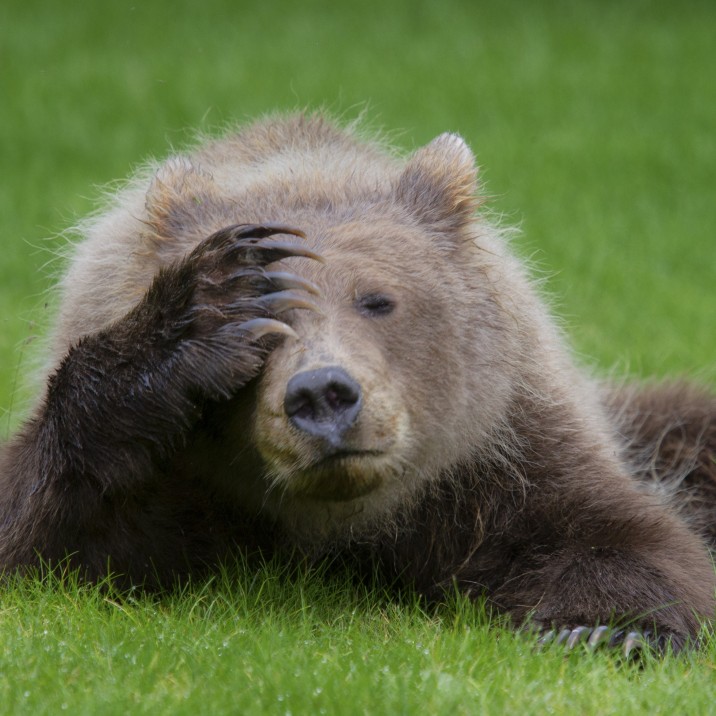 Weekend's nearly over, an unbearable thought for this cub!