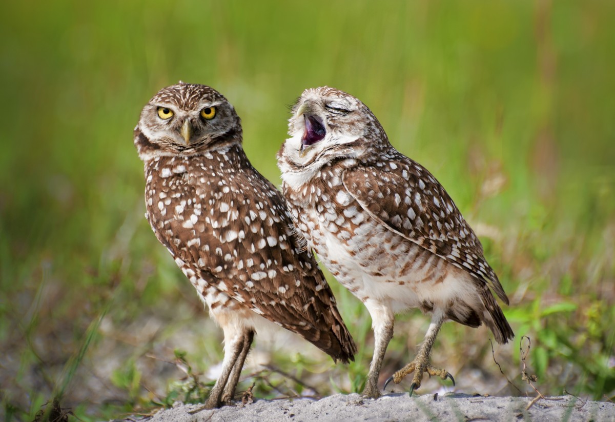It's been a long first day for this owl, but the boss isn't impressed!