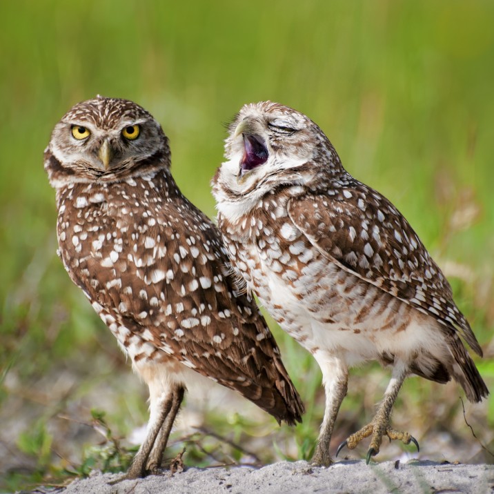 It's been a long first day for this owl, but the boss isn't impressed!