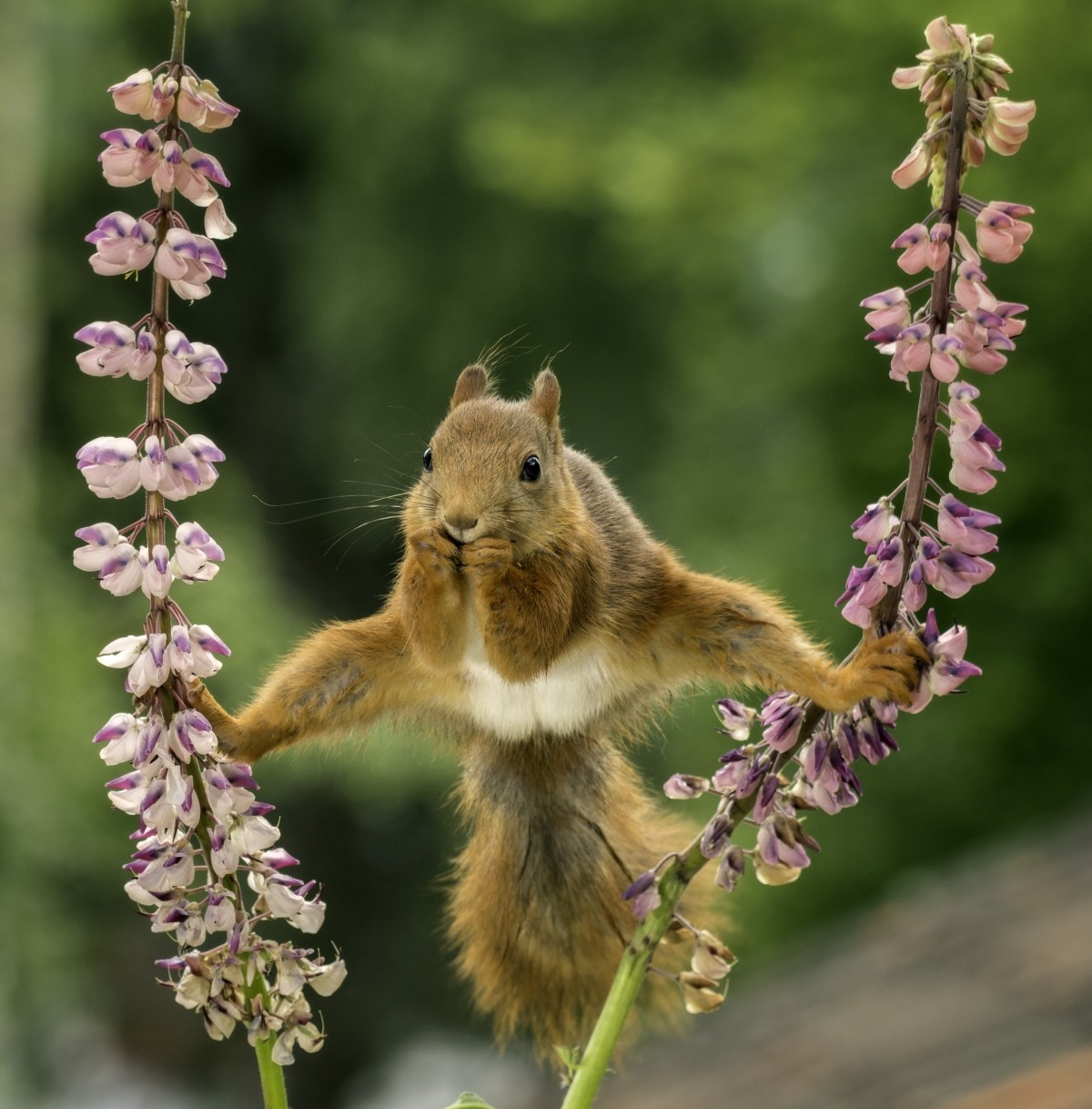 The morning stretch. An important part of any health-conscious squirrel's daily routine.