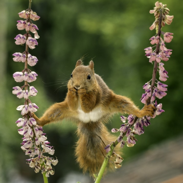 The morning stretch. An important part of any health-conscious squirrel's daily routine.