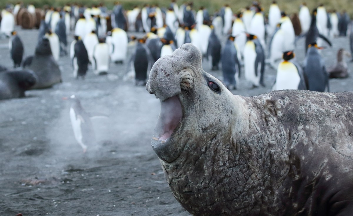 This seal coughed so hard he puffed out a penguin!