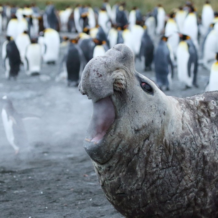 This seal coughed so hard he puffed out a penguin!