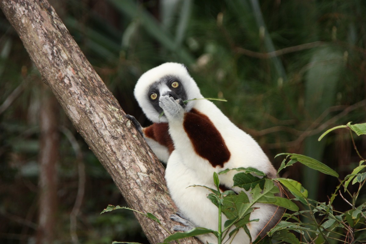 This white ghost lemur looks like he has just received some astonishing news!