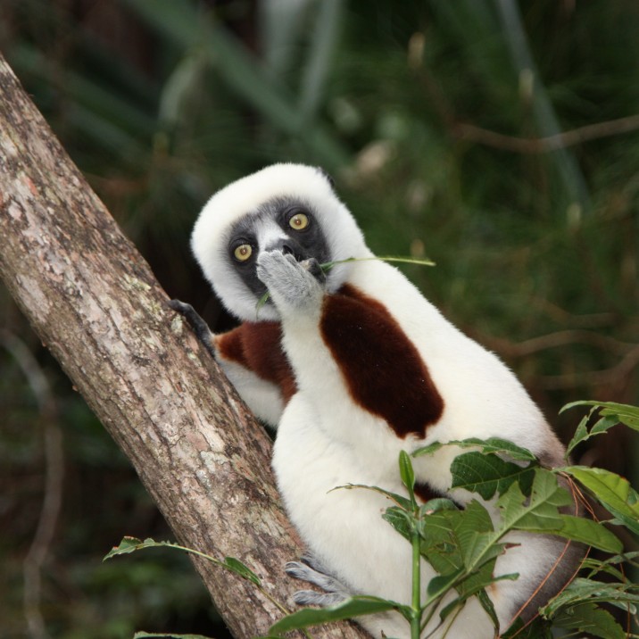This white ghost lemur looks like he has just received some astonishing news!