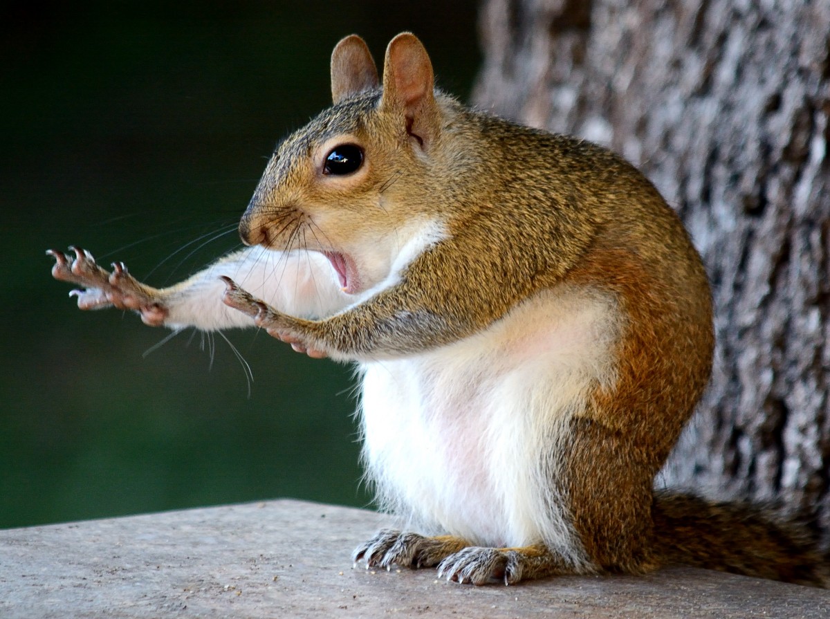 "Whoa! Hold up! I didn't steal your nuts!"